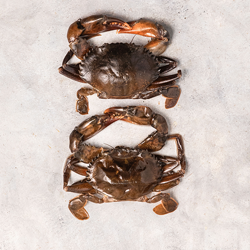 Soft Shell Crab Hook Catch Seafood